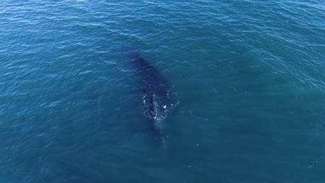 Southern-Right-Whale-Calf-shows-the-tail-and-goes-underwater---Drone-shot