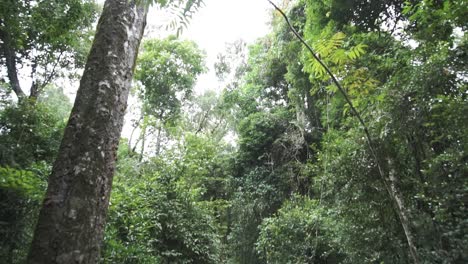 Looking-Up-Dense-Green-Jungle---Forest-to-an-Overcast-Cloudy-Day,-Tilt-Up-Shot