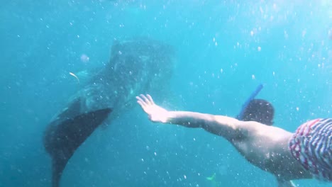 Asiatischer-Mann-Mit-Schnorchel-Und-Maske-Schwimmt-Mit-Einem-Walhai-Unter-Dem-Wunderschönen-Meer-In-Oslob,-Cebu,-Philippinen---Unter-Wasser