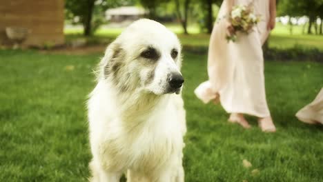 Slow-motion-shot-of-a-Great-Pyrenees-as-his-fluffy-fur-blows-in-the-wind,-in-the-background-stands-bridesmaids-in-light-pink-dresses