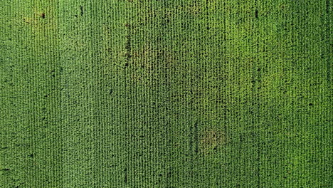 Beautiful-green-symmetric-farm-field.-Aerial-drone-clip