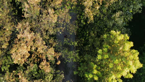 Aerial-birdseye-shot-of-tree-crowns-and-a-person-walking-underneath-them