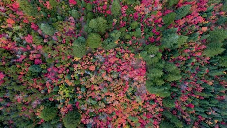 Schöner-Bunter-Herbstwald-In-Utah---Draufsicht