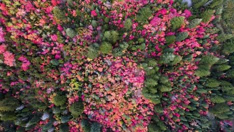 Blick-Von-Oben-Auf-Einen-Farbenfrohen-Herbstlichen-Wald-An-Den-Bergen-In-Utah,-USA,-Während-Der-Herbstsaison