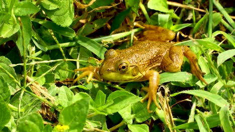 Green-Frog-sitting-in-grass