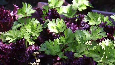 Detailed-view-of-parsley-and-purple-lettuce-in-a-vegetable-plot
