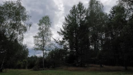 Clouds-and-trees-dancing-in-the-wind---Prądzonka-Northern-Poland---Time-lapse
