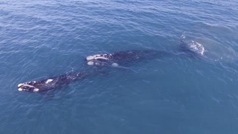 Whales-swimming-in-line-during-migration-to-feeding-grounds---Aerial-shot
