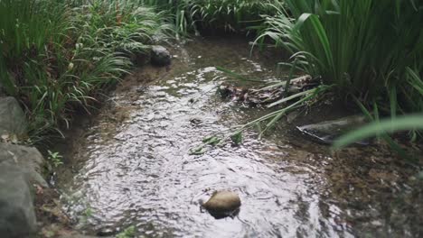 Small-Stream-With-Clear-Water-Flowing-Gently-Through-Grassy-And-Rocky-Ground-In-Kyoto,-Japan---Closeup-Shot