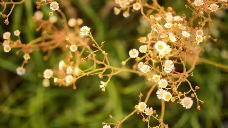 Makro-Nahaufnahme-In-Zeitlupe-Von-Gewöhnlichen-Weißen-Wildblumen,-Die-Auf-Einer-Wiese-In-Kansas-Zu-Trocknen-Beginnen