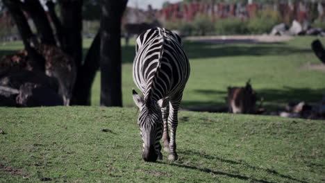 Front-View---Grant's-Zebra-Feeding-On-the-Green-Grass-On-A-Sunny-Day-In-Granby-Zoo,-Quebec,-Canada
