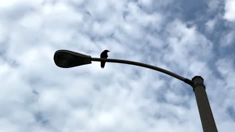 Crow-sat-on-lamppost-looking-around-on-cloudy-day
