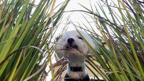 Cute-Maltese-Dog-looking-through-long-grass-in-garden-backyard