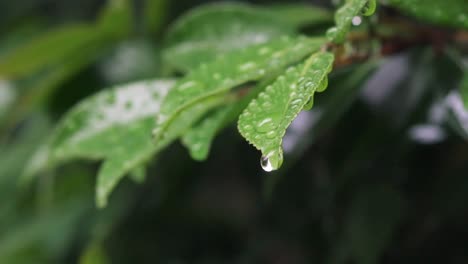 Regentropfen,-Die-Von-Einem-Grünen-Blatt-Im-Garten-Abrutschen