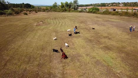Luftaufnahme-Eines-Mannes,-Der-Seine-Labrador-Retriever-Hunde-Auf-Einem-Feld-Spielt-Und-Trainiert