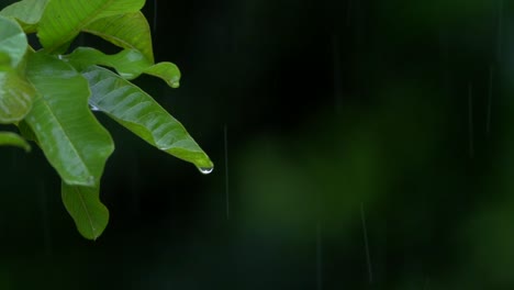 water-drop-from-leaf-midicinal-green