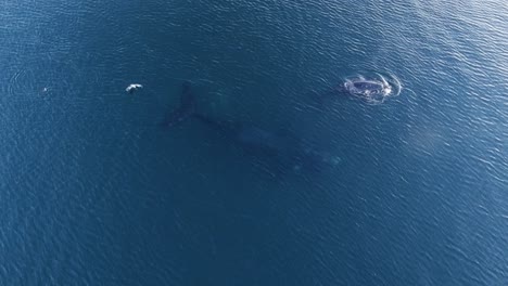 Seagull-flying-around-baby-whale-to-eat-their-skin-at-peninsula-valdes---Aerial-shot-slowmo