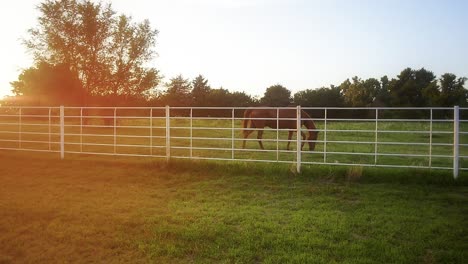 Shot-of-a-horse-on-a-farm-with-a-big-yellow-lens-flare