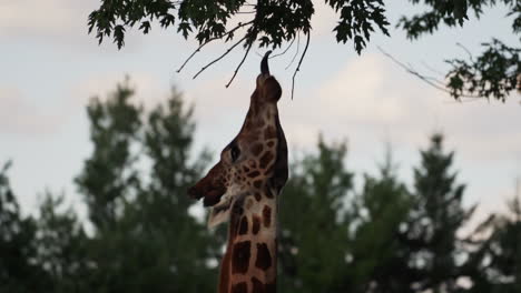 Adorable-giraffe-reaching-tree-leaves-with-its-tongue-In-Granby-Zoo,-Quebec,-Canada--Close-up
