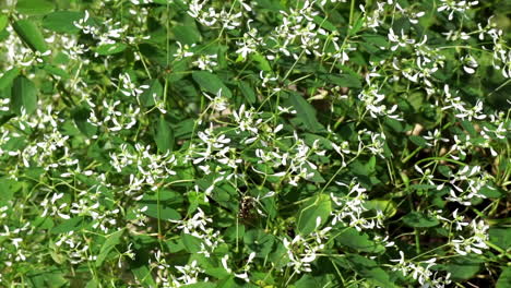 Herbst-Clematis-Pflanze-Mit-Weißen-Blüten-Bedeckt