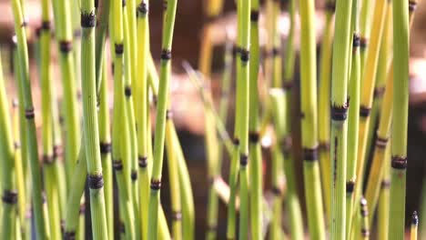 Close-view-of-southern-a-giant-horsetail,-Equisetum-giganteum