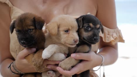 Ultra-slow-motion-shot-of-three-little-cute-beach-puppies-being-held-by-woman-on-beach-at-Asu-Island,-North-Sumatra,-Indonesia