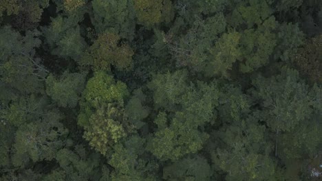 Aerial-drone-top-birdseye-view-over-a-beautiful-green-forest-full-of-trees