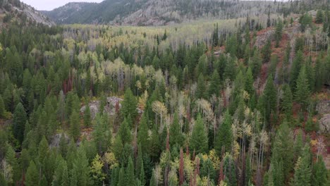 Aerial-drone-footage-over-a-Colorado-forest-in-early-fall