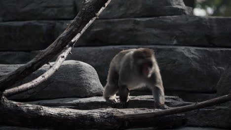 Young-Tailless-Baboon-Walks-Away-From-The-Camera-At-Granby-Zoo,-Quebec,-Canada---Medium-Closeup-Shot