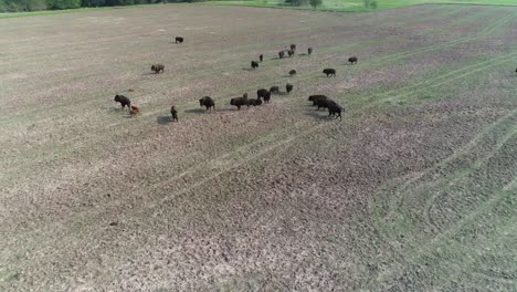 Aerial-view-of-a-group-of-Bison-in-a-field