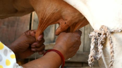 close-up-of-a-womans-hand-milking-cow