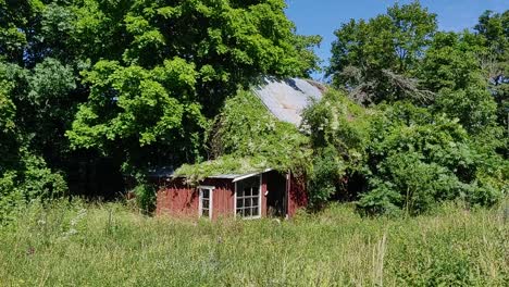 Red-corrugated-iron-shed-hidden-and-overgrown-in-the-woods
