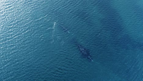 Whales-swimming-peacefully-in-shallow-clear-water-at-Patagonia---Aerial-top-down-view-Slowmotion