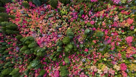 Breathtaking-springtime-vibrant-outdoor-colorful-pink,-orange,-and-yellow-autumn-leaves,-colors,-landscape,-green-trees,-in-dense-forest-and-garden,-directly-above-rising-aerial