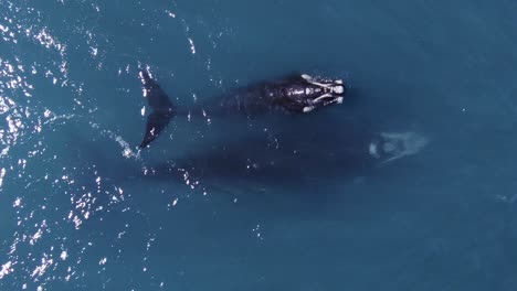 Young-Whale-rises-to-the-surface-to-breathe-while-the-mother-remains-under-water---Aerial-top-down-view