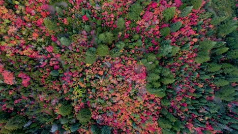 Amazing-mountain-valley-forest-autumnal-colors-during-fall,-aerial-top-down-view