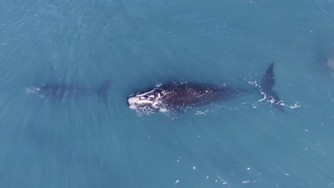 Whale-mother-following-their-baby-on-the-migration-to-the-feeding-grounds---Aerial-birdseye-view
