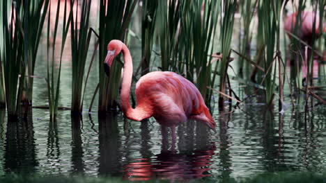 Caribbean-Flamingo---American-Flamingo-Standing-And-Preening-On-The-Water-At-The-Granby-Zoo,-Quebec,-Canada