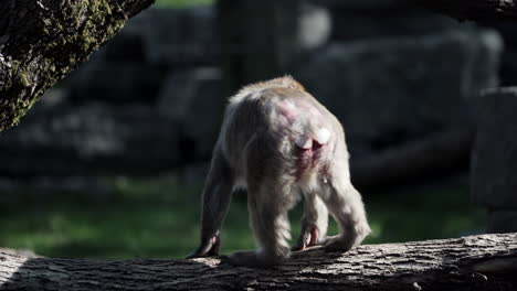 Young-beautiful-Macaque-Monkey-walking-on-a-tree-log-In-Granby-Zoo,-Quebec,-Canada