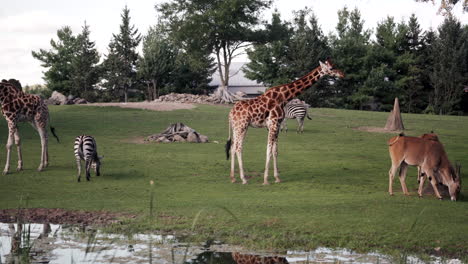 African-Safari-Animals-Roam-in-Grassy-Outdoor-Zoo-Enclosure
