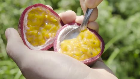 Caucasian-hands-holding-fresh-passion-fruit-scooping-inside-seeds-with-silver-spoon