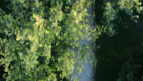 Aerial-shot-of-a-person-running-under-the-trees-at-Enrique-Tierno-Galván-Park