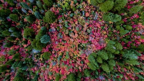 Breathtaking-springtime-vibrant-colorful-pink,-orange,-yellow-and-red-autumn-leaves,-colors,-landscape,-green-trees,-in-dense-forest-and-garden,-directly-above-aerial-approach