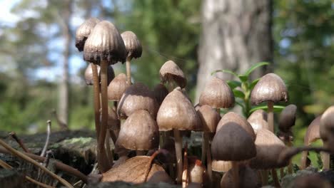 Little-brown-Petticoat-Mushrooms-growing,-Panaeolus-papilionaceus