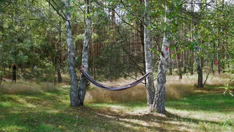 empty-Hammock-Hanging-And-Tied-On-The-Tree-Trunks-At-The-Forest-In-A-Rural-Village-In-Poland---static-shot