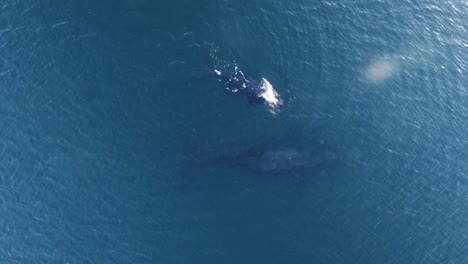 Baby-whale-come-up-to-breathe-and-goes-underwater-next-to-the-mother---Aerial-birdseye-shot