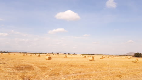 Field-with-many-round-bales-of-hay-straws
