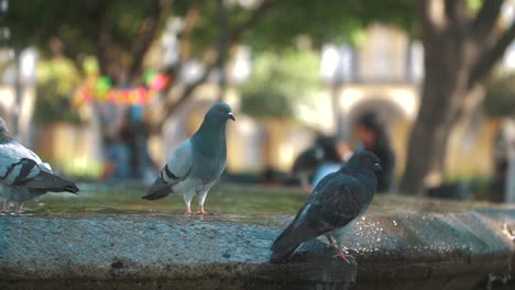 Beautiful-pigeons-sitting,-walking-and-flying-on-a-fountain-in-slow-motion,-Antigua-Guatemala