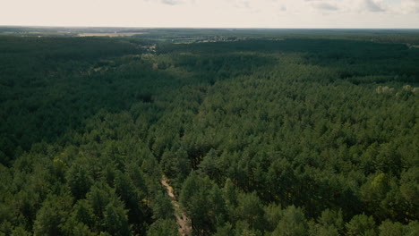 Descending-aerial-view-of-large-evergreen-forest