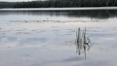 Reflexionen-über-Ein-Friedliches-Wasser-Im-See-In-Der-Nähe-Des-Dorfes-Prądzonka,-Bezirk-Gmina-Studzienice,-Polen